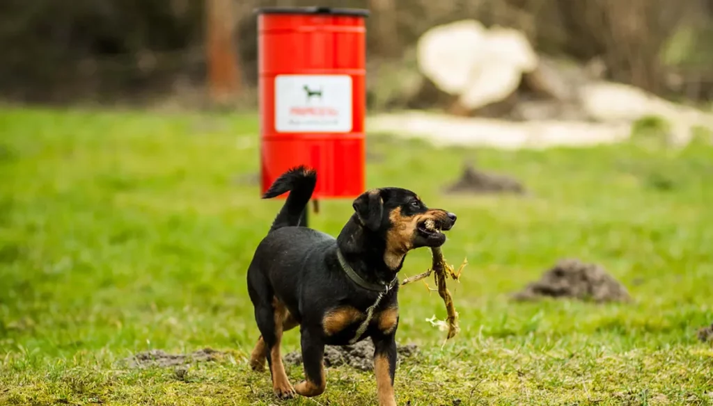 Vrijeme je za čišćenje nakon kućnog ljubimca...