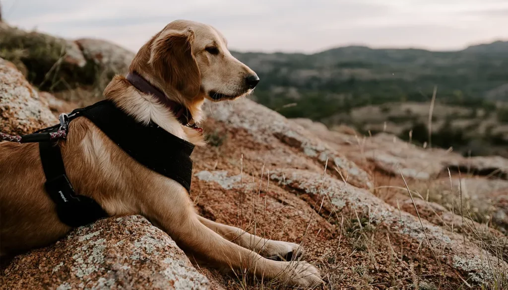 Putovanje s kućnim ljubimcem u planine - što je pametno ponijeti?