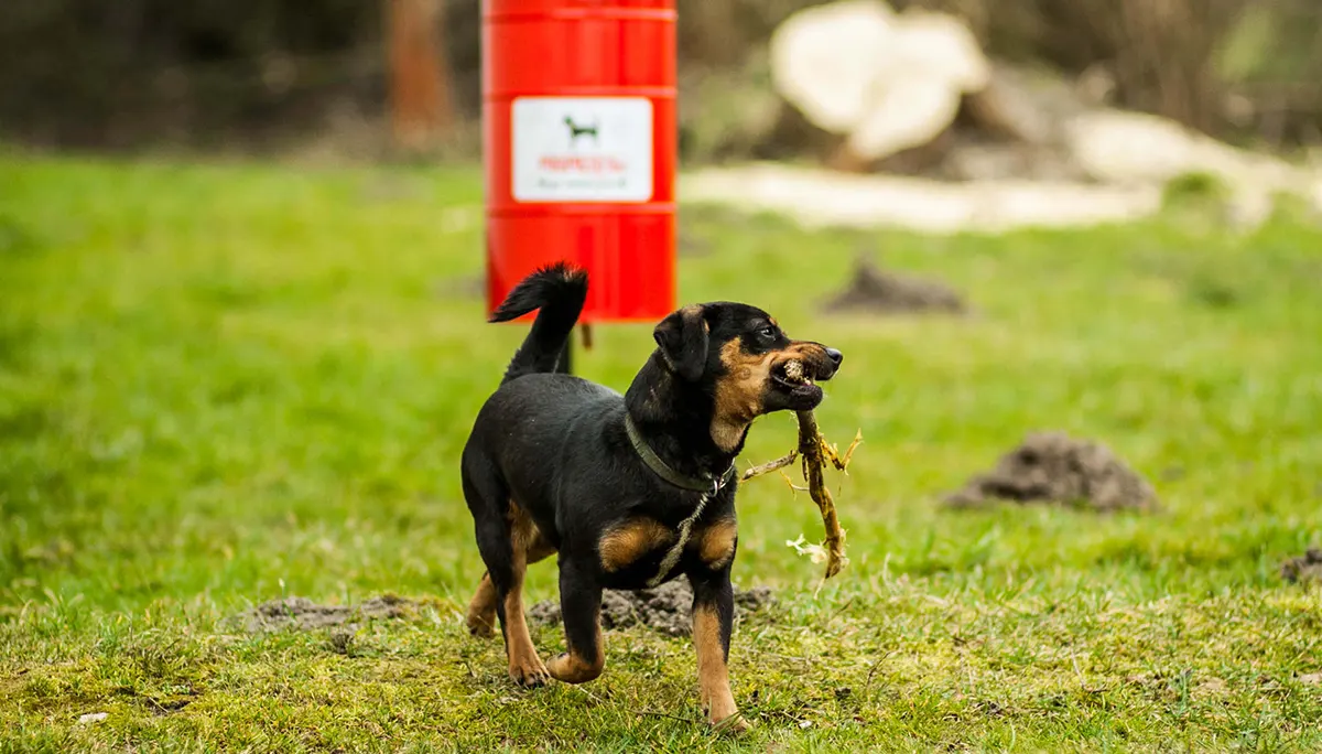 Zašto je smeće toliko opasno?